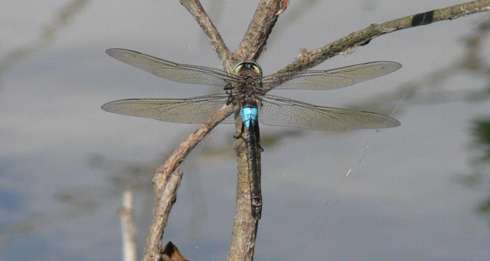 Anax imperator M + Anax parthenope M