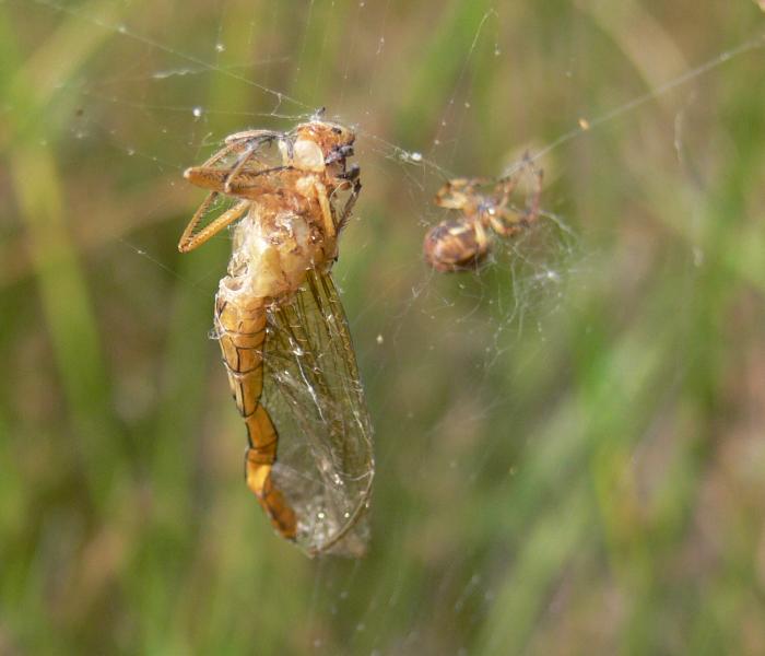 ragno e ex-libellula (Larinioides?)