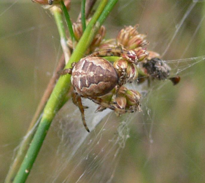 ragno e ex-libellula (Larinioides?)