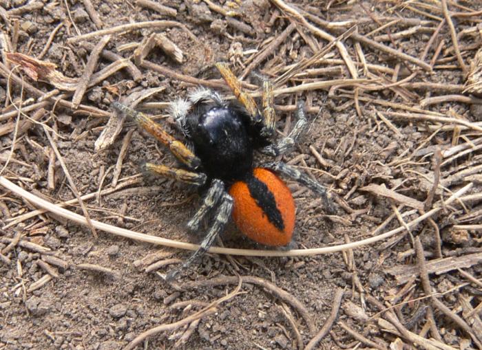 Philaeus chrysops