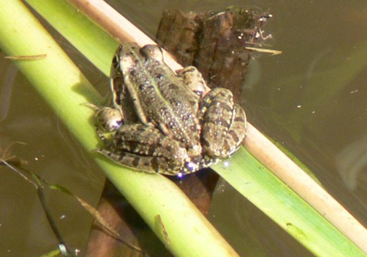 che Rana ? - rana verde, Pelophylax sp.