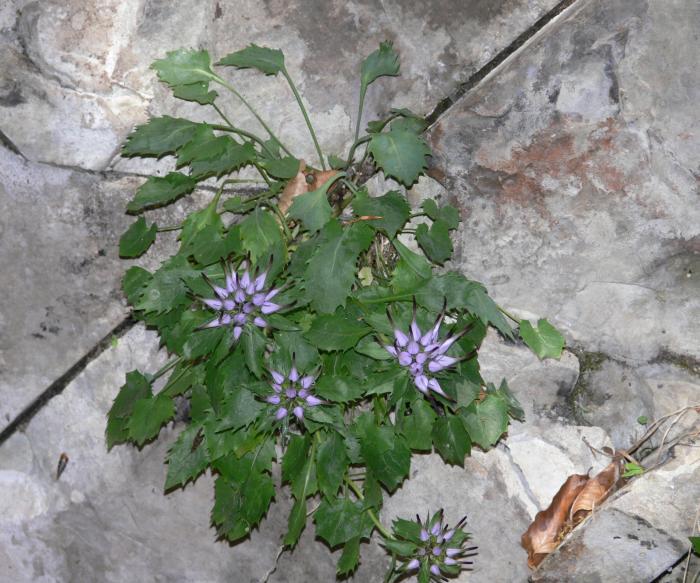 Physoplexis comosa / Raponzolo di roccia