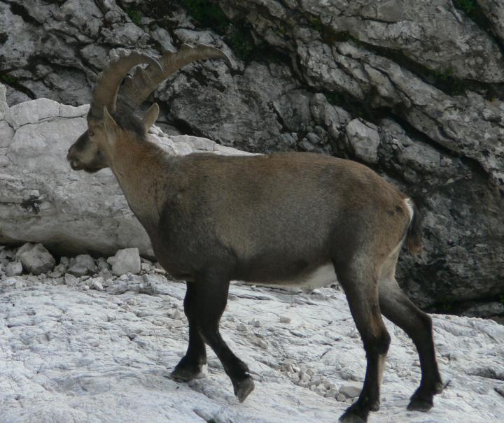 Stambecchi