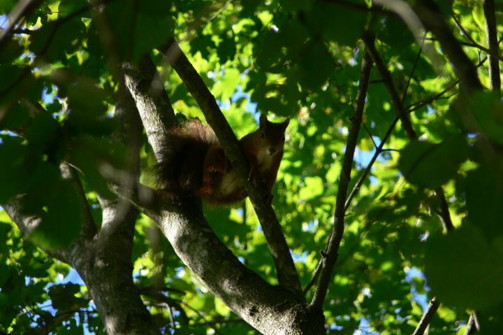 Sciurus vulgaris - Udine