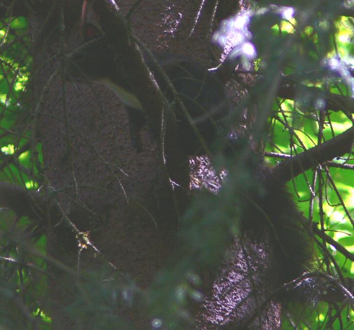 Sciurus vulgaris - Udine