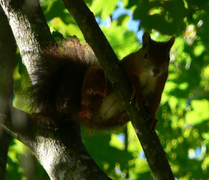 Sciurus vulgaris - Udine