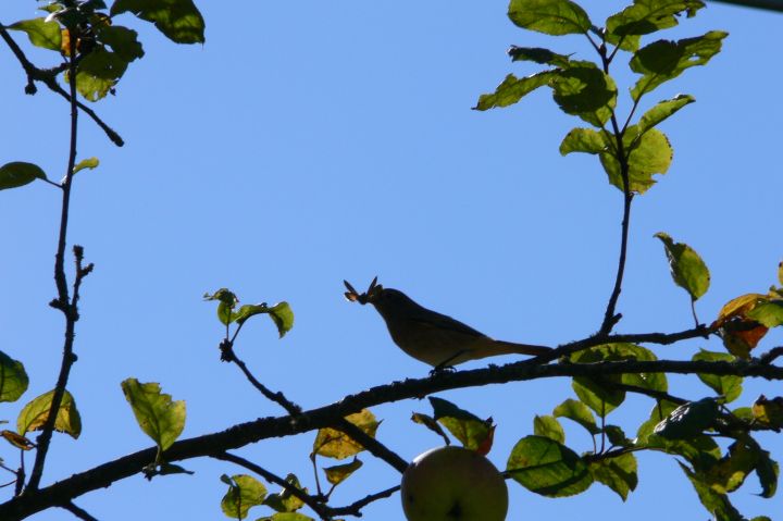 uccellin con papillion. Codirosso Phoenicurus phoenicurus