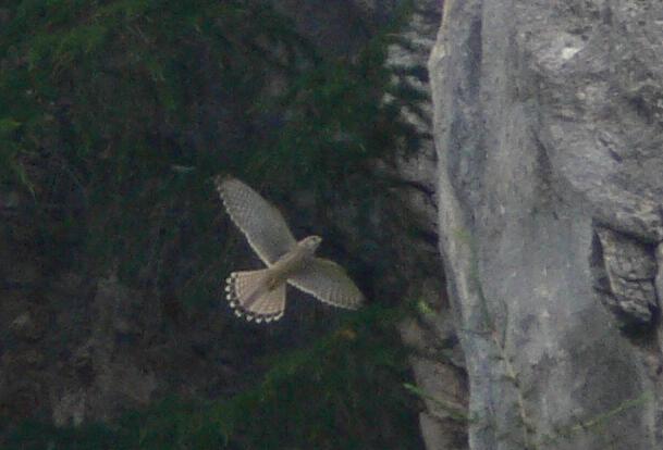 Gheppio - Falco tinnunuculus