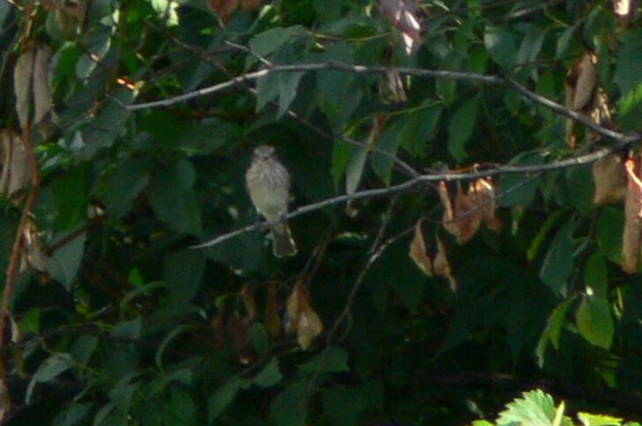 Pigliamosche Muscicapa striata