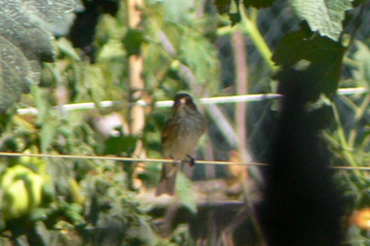Pigliamosche Muscicapa striata
