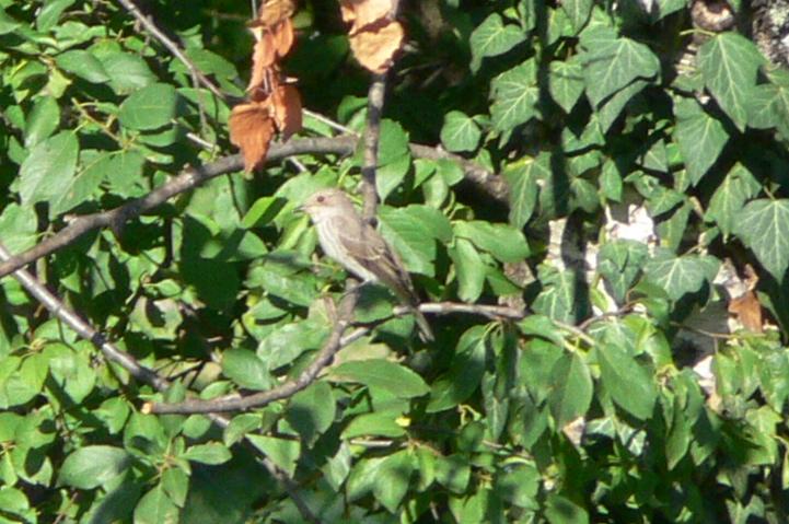 Pigliamosche Muscicapa striata