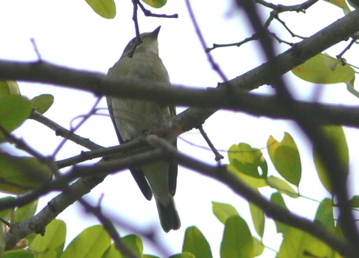 sapete riconoscerli anche dal basso? Ficedula sp.