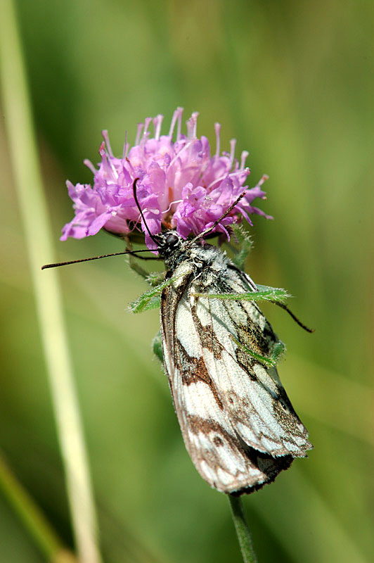 Abbraccio mortale (Heriaeus preda farfalla)