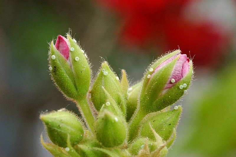 Uova di Cacyreus marshalli