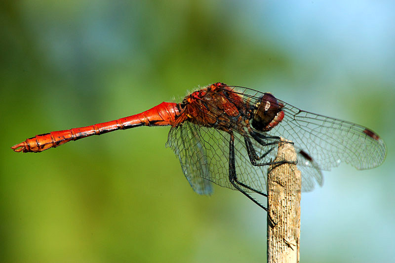 Sympetrum sanguineum