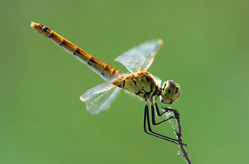 Sympetrum depressiusculum