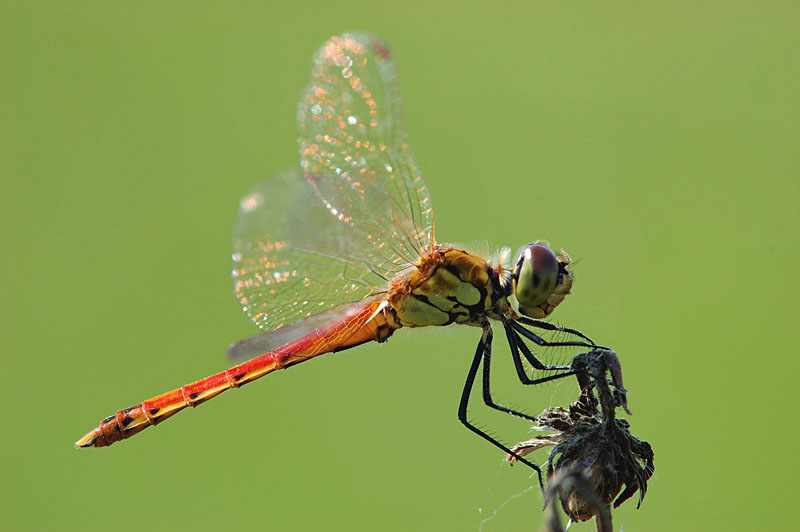 Sympetrum depressiusculum