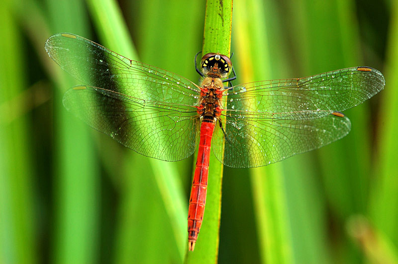 Sympetrum depressiusculum