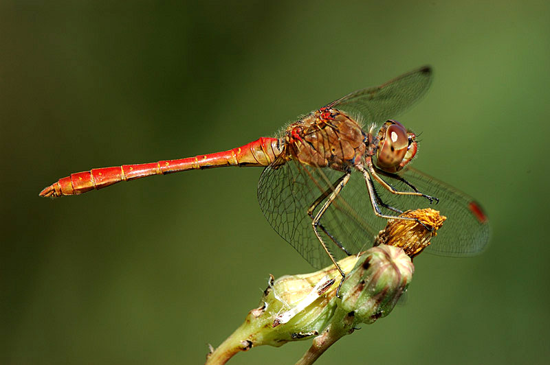 Sympetrum meridionale