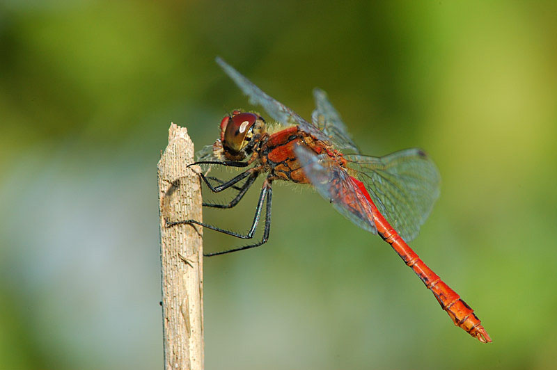 Sympetrum sanguineum