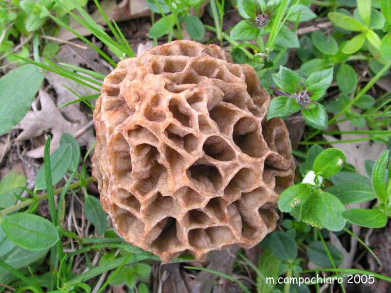 fungo spugnoso
