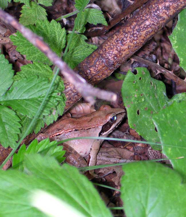 Rana dalmatina