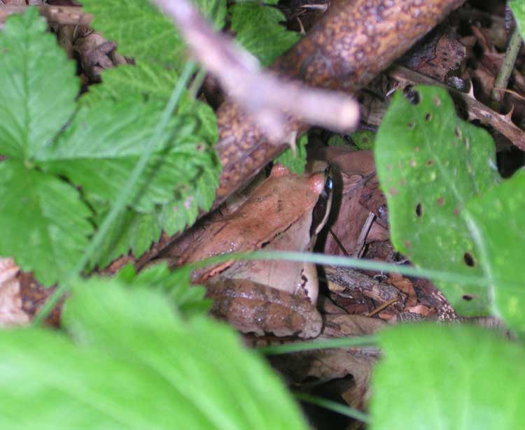 Rana dalmatina