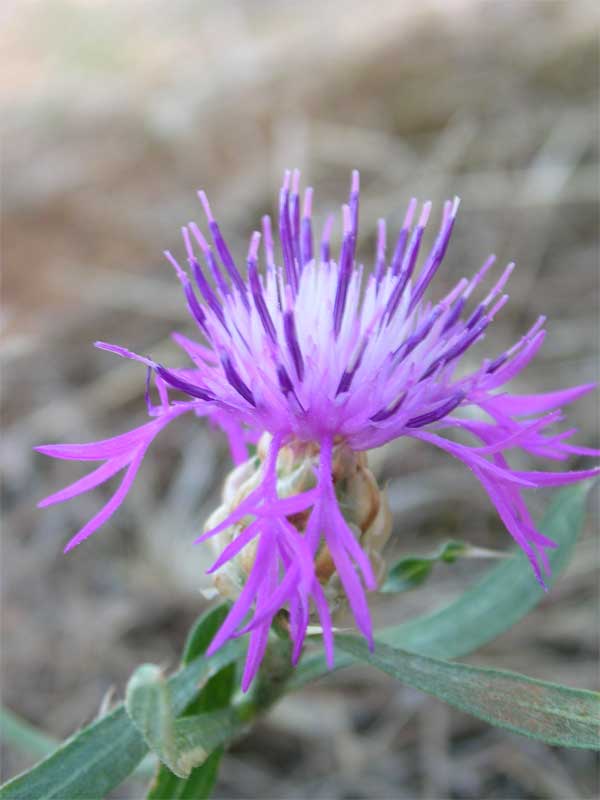 Centaurea jacea subsp. gaudinii (=Centaurea bracteata)