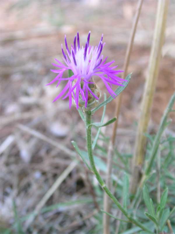 Centaurea jacea subsp. gaudinii (=Centaurea bracteata)