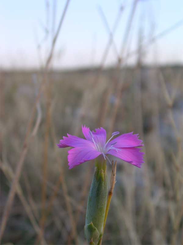 Dianthus sylvestris / Garofano selvatico