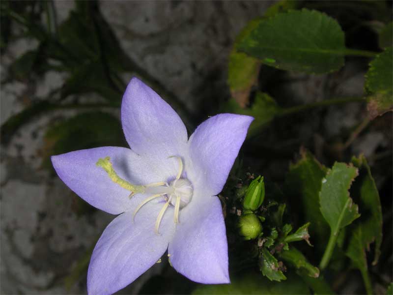 Campanula versicolor / Campanula pugliese