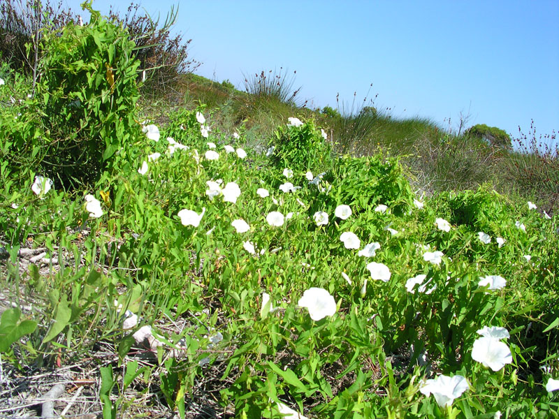 Calystegia sepium