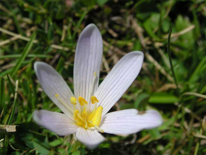 Colchicum autmnale / Colchico autunnale