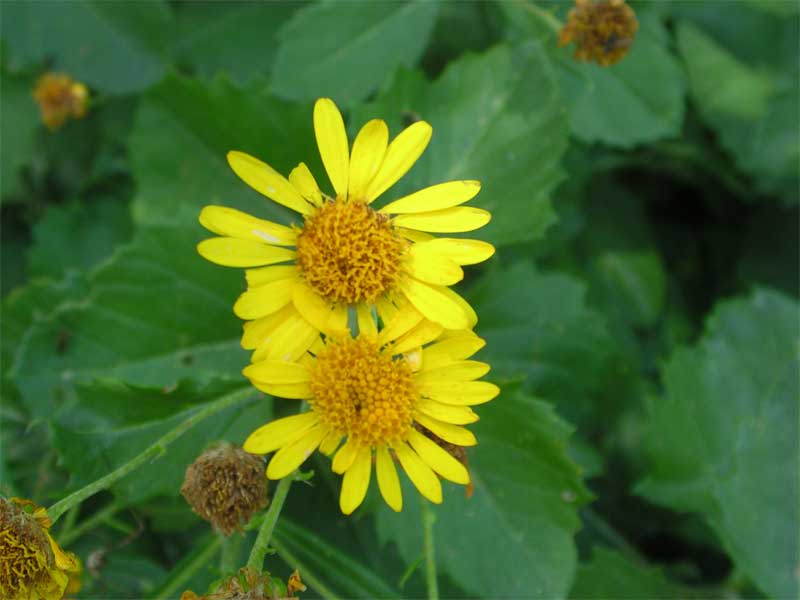 Jacobaea alpina subsp. samnitum (=Senecio samniticus) / Senecione del Sannio
