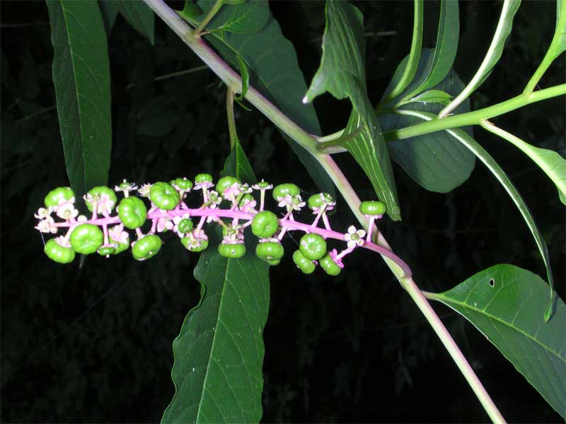 Phytolacca americana / Fitolacca, Cremesina, Uva-turca