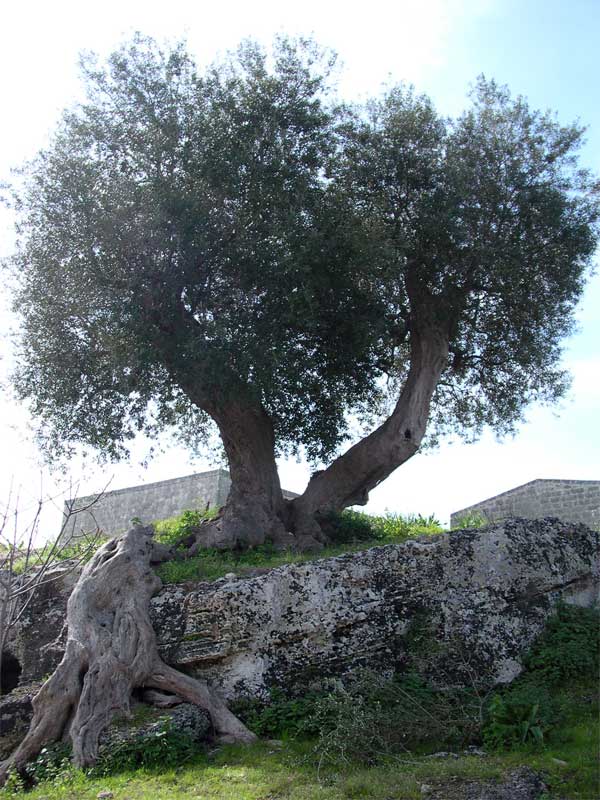 Olea europaea / Ulivo