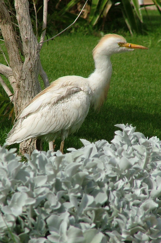 airone guardabuoi Bubulcus ibis
