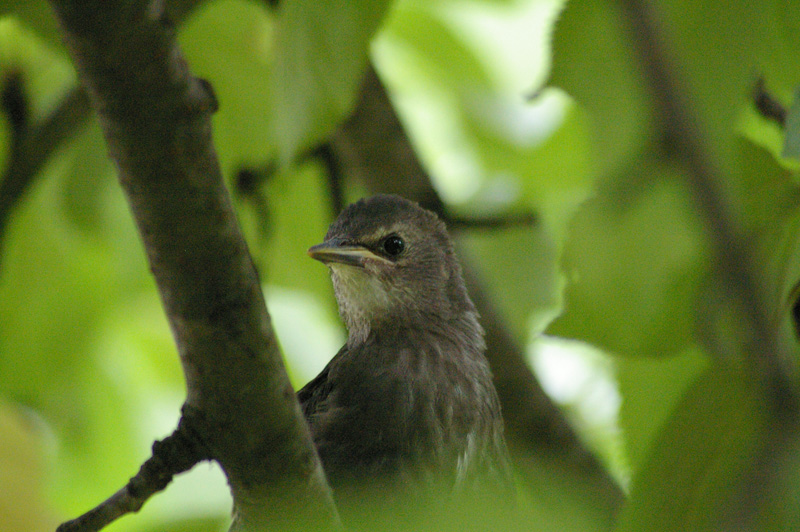 atterraggio di Storno Sturnus vulgaris carrellata d''immagini