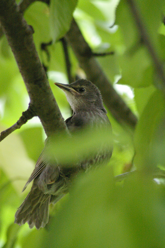 atterraggio di Storno Sturnus vulgaris carrellata d''immagini