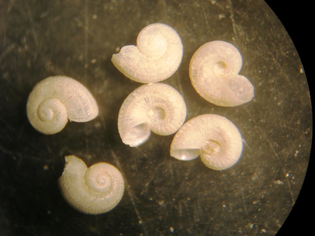 Skenoides exilissima