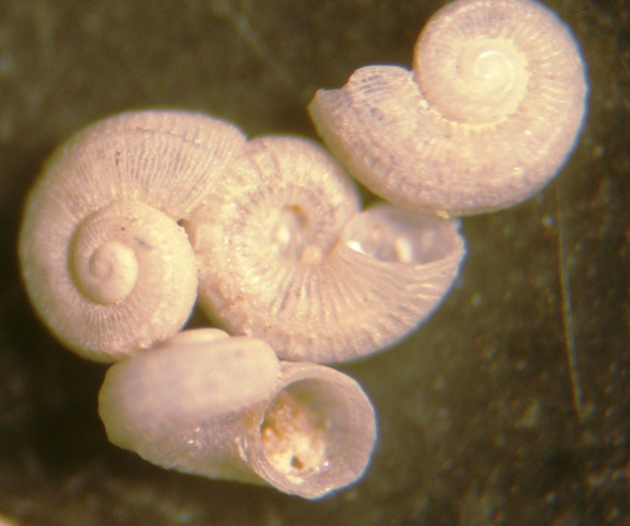 Skenoides exilissima