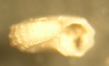 Skenoides exilissima