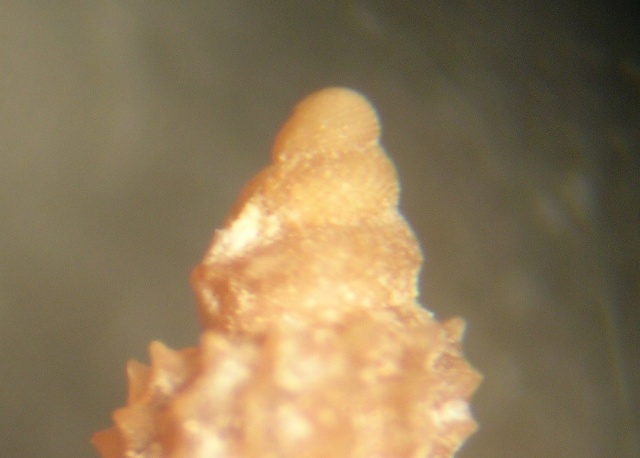 Raphitoma sp.