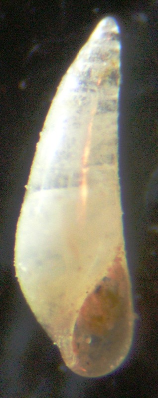 Vitreolina cfr. antiflexa