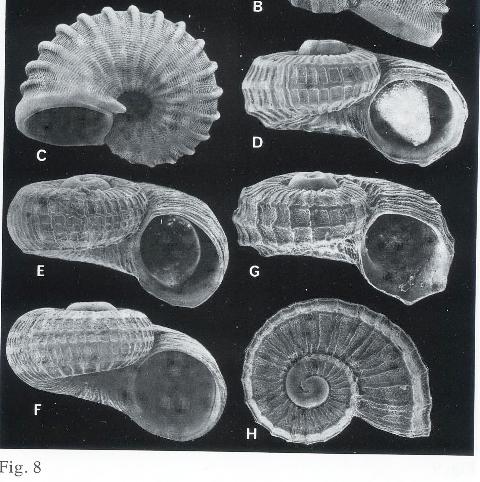 Skenoides exilissima