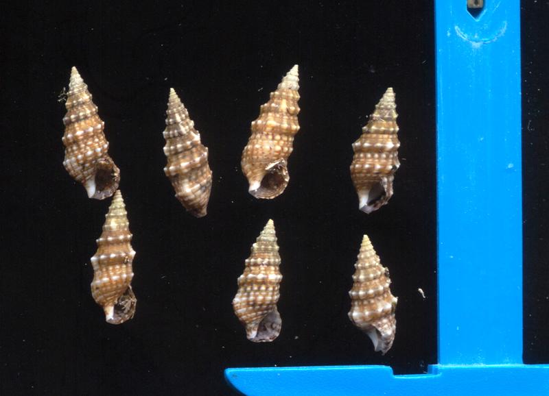 Cerithium lividulum Risso, 1826