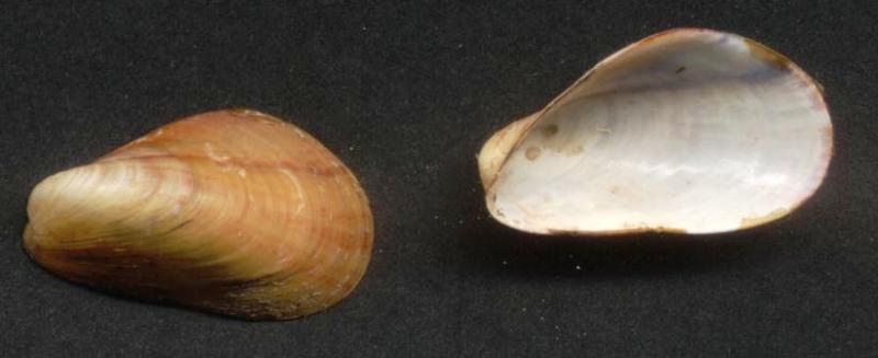 Modiolus adriaticus