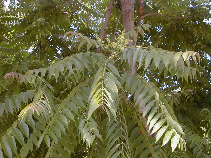 Айлант растение как выглядит Ailanthus altissima / Ailanto , Natura Mediterraneo Forum Naturalistico