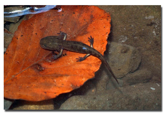 Salamandra pezzata - Salamandra salamandra gigliolii