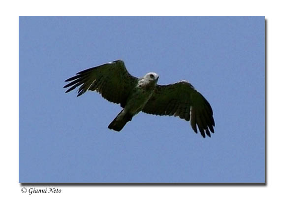 Biancone - Circaetus gallicus